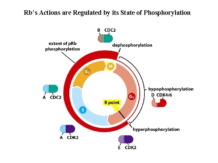 Rb’s Actions are Regulated by its State of Phosphorylation 