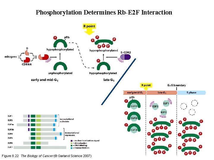Phosphorylation Determines Rb-E 2 F Interaction Figure 8. 22 The Biology of Cancer (©