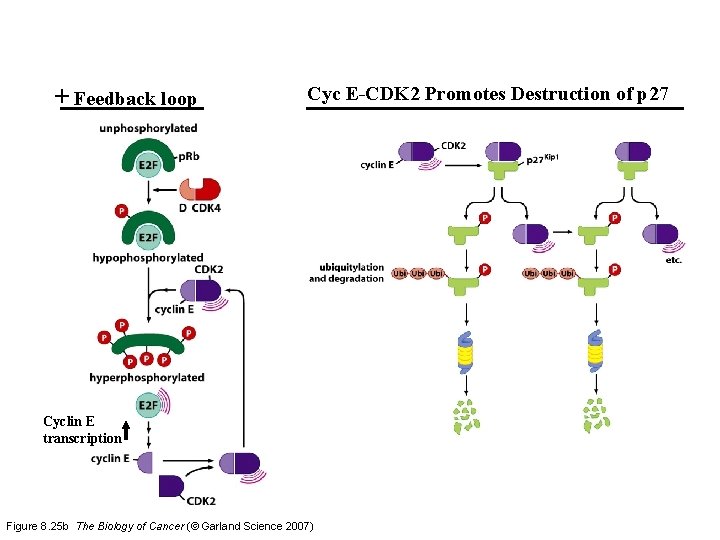 + Feedback loop Cyc E-CDK 2 Promotes Destruction of p 27 Cyclin E transcription