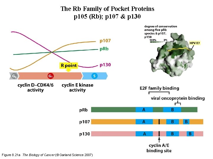 The Rb Family of Pocket Proteins p 105 (Rb); p 107 & p 130