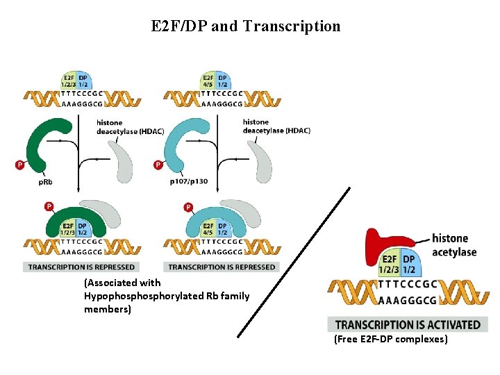 E 2 F/DP and Transcription (Associated with Hypophosphorylated Rb family members) (Free E 2