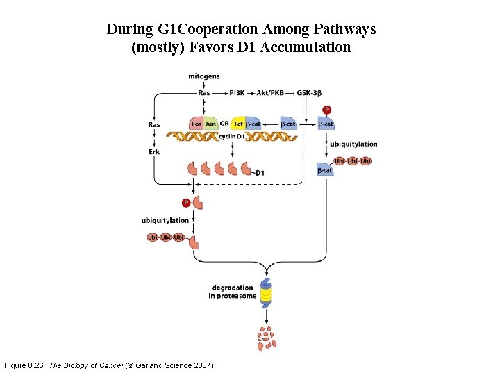 During G 1 Cooperation Among Pathways (mostly) Favors D 1 Accumulation Figure 8. 26