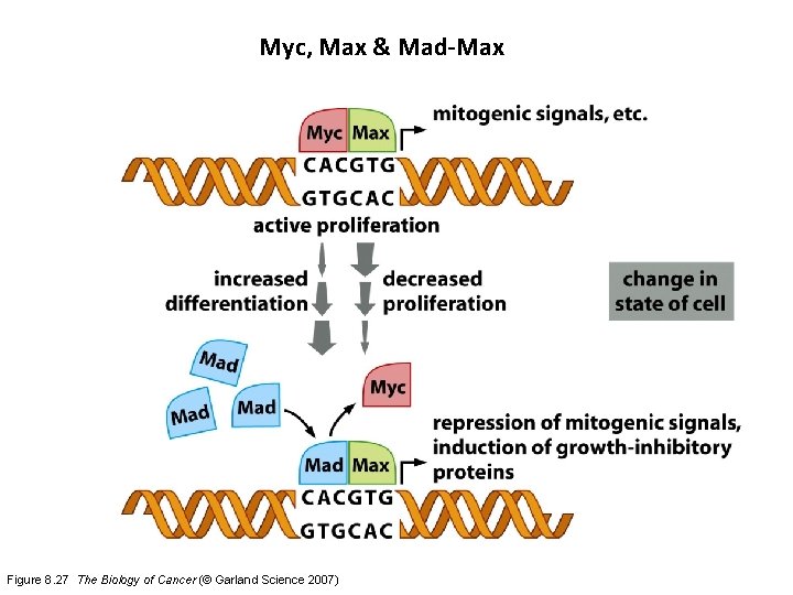 Myc, Max & Mad-Max Figure 8. 27 The Biology of Cancer (© Garland Science