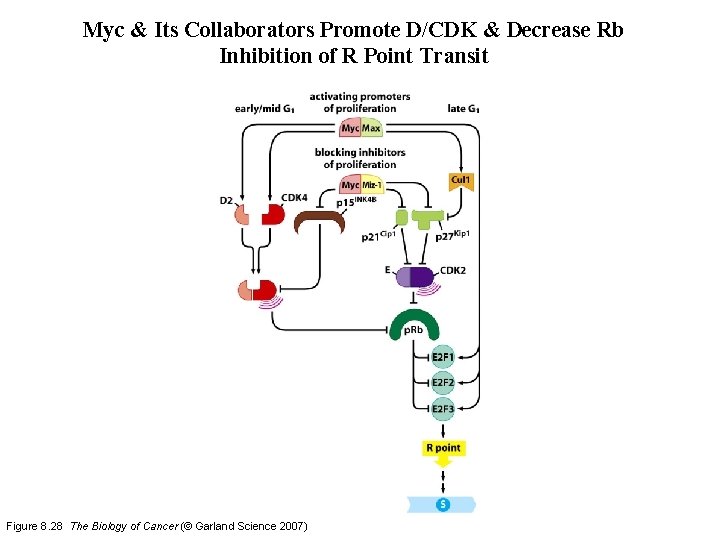 Myc & Its Collaborators Promote D/CDK & Decrease Rb Inhibition of R Point Transit