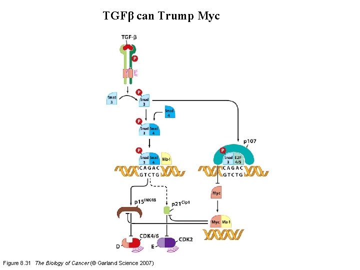 TGFβ can Trump Myc Figure 8. 31 The Biology of Cancer (© Garland Science