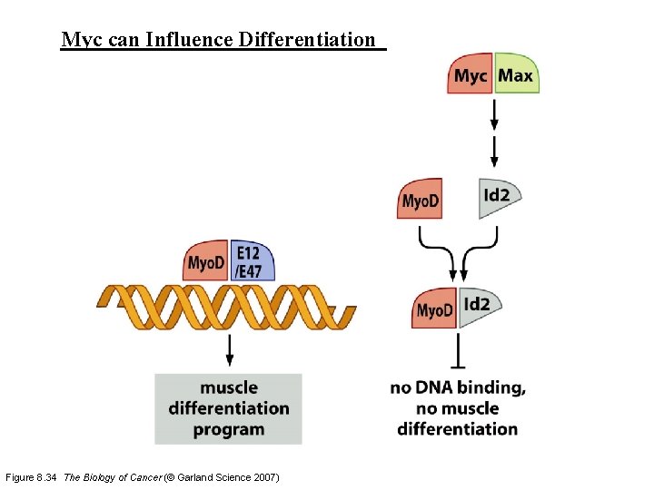 Myc can Influence Differentiation Figure 8. 34 The Biology of Cancer (© Garland Science