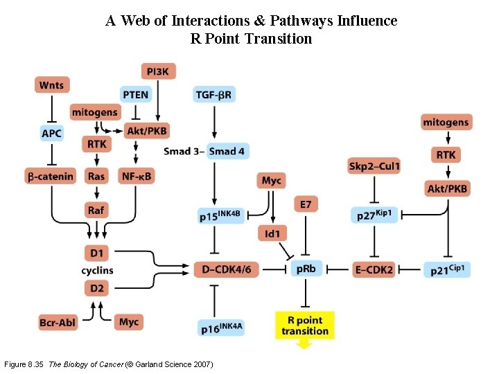 A Web of Interactions & Pathways Influence R Point Transition Figure 8. 35 The
