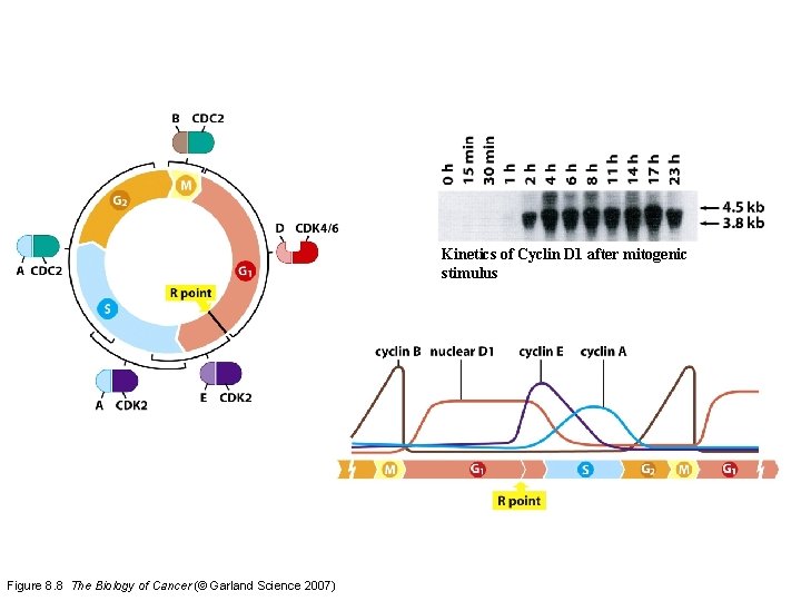 Kinetics of Cyclin D 1 after mitogenic stimulus Figure 8. 8 The Biology of