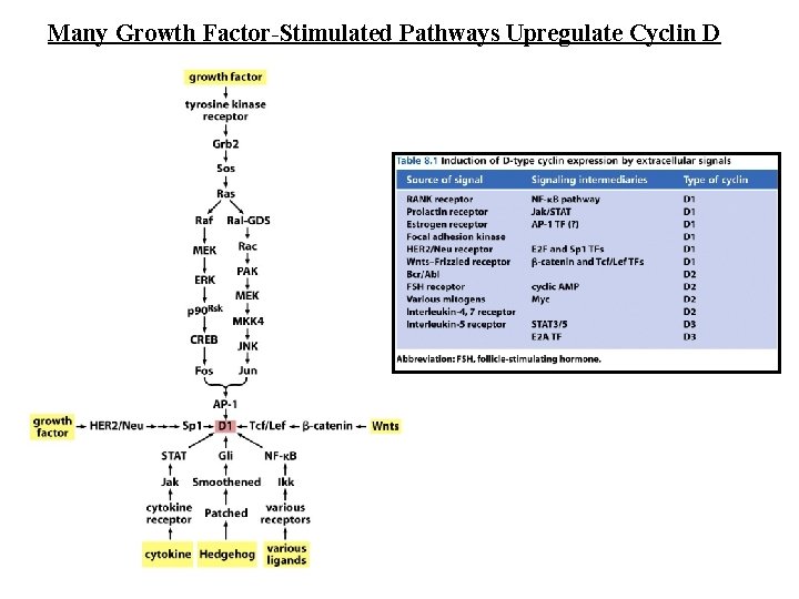Many Growth Factor-Stimulated Pathways Upregulate Cyclin D 