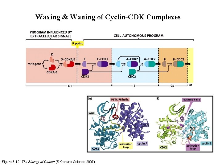 Waxing & Waning of Cyclin-CDK Complexes Figure 8. 12 The Biology of Cancer (©