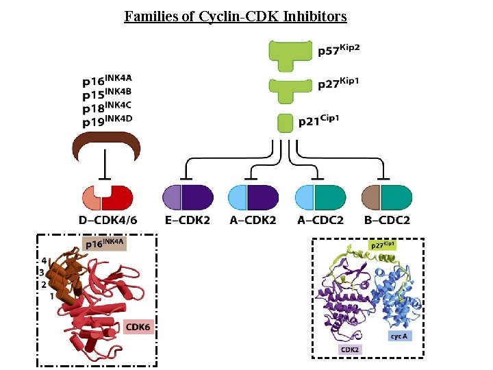 Families of Cyclin-CDK Inhibitors 