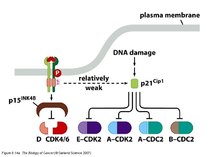 Figure 8. 14 a The Biology of Cancer (© Garland Science 2007) 
