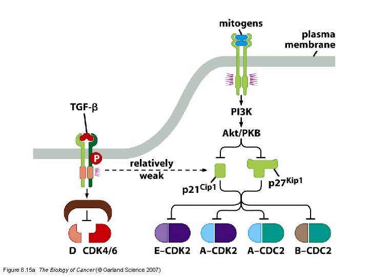 Figure 8. 15 a The Biology of Cancer (© Garland Science 2007) 