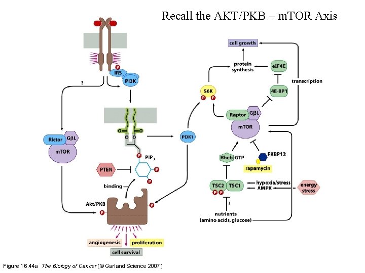 Recall the AKT/PKB – m. TOR Axis Figure 16. 44 a The Biology of