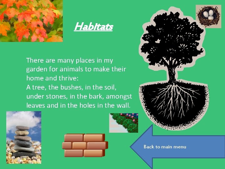 Habitats There are many places in my garden for animals to make their home