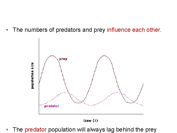  • The numbers of predators and prey influence each other. • The predator