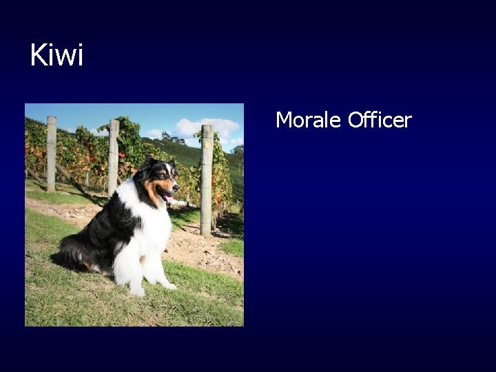 Kiwi Morale Officer 