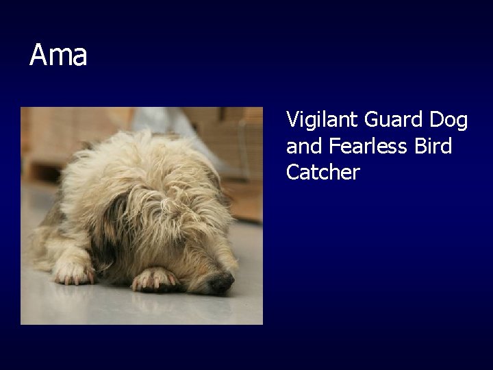 Ama Vigilant Guard Dog and Fearless Bird Catcher 