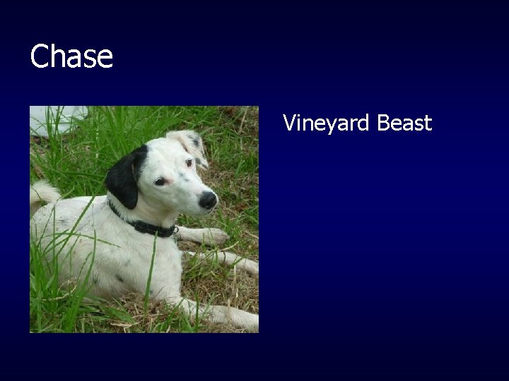 Chase Vineyard Beast 