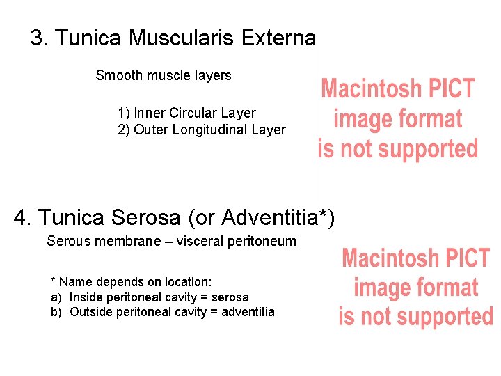 3. Tunica Muscularis Externa Smooth muscle layers 1) Inner Circular Layer 2) Outer Longitudinal