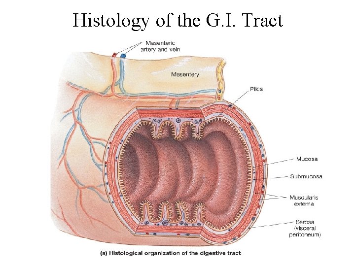 Histology of the G. I. Tract 