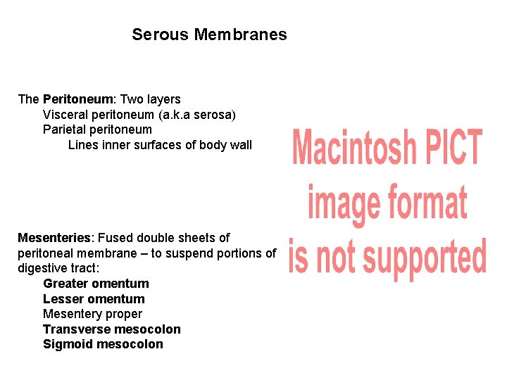 Serous Membranes The Peritoneum: Two layers Visceral peritoneum (a. k. a serosa) Parietal peritoneum