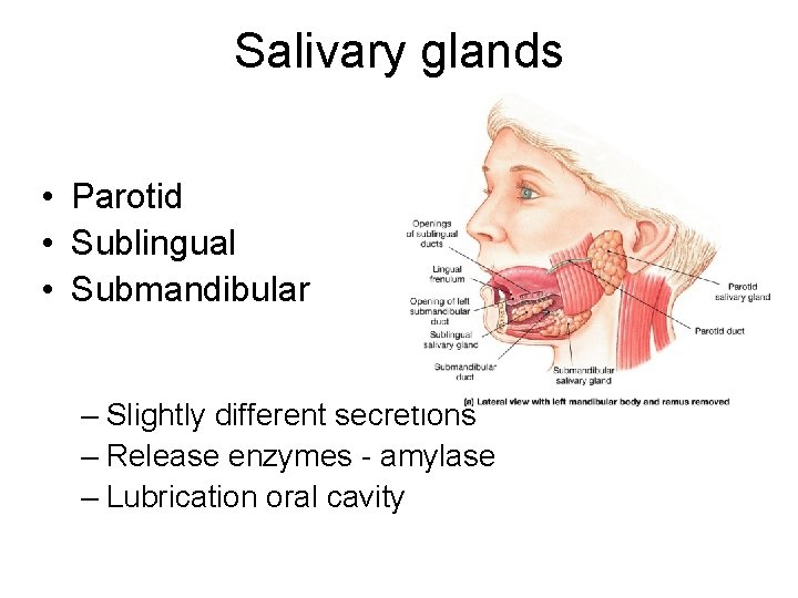 Salivary glands • Parotid • Sublingual • Submandibular – Slightly different secretions – Release