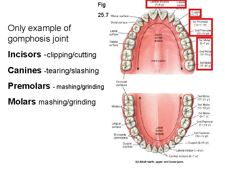 Fig 25. 7 Only example of gomphosis joint Incisors -clipping/cutting Canines -tearing/slashing Premolars -