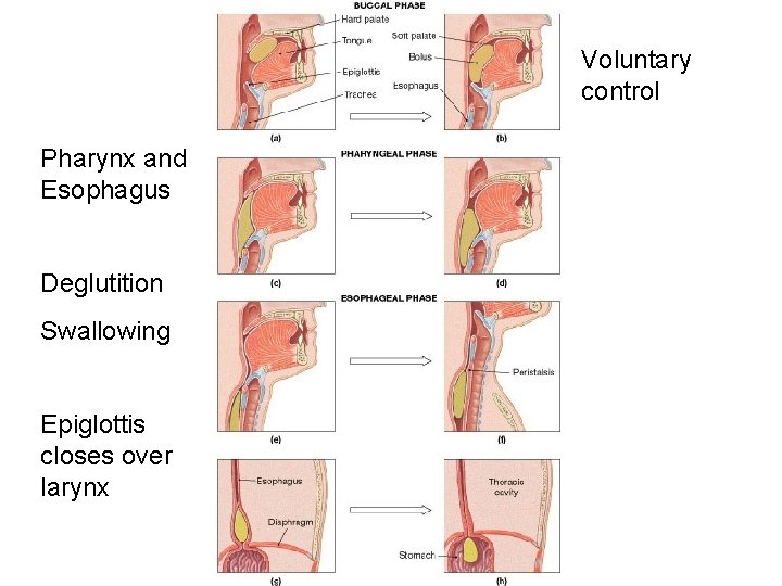 Voluntary control Pharynx and Esophagus Deglutition Swallowing Epiglottis closes over larynx 