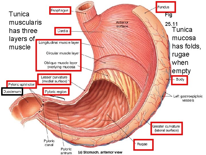 Tunica muscularis has three layers of muscle Fig 25. 11 Tunica mucosa has folds,