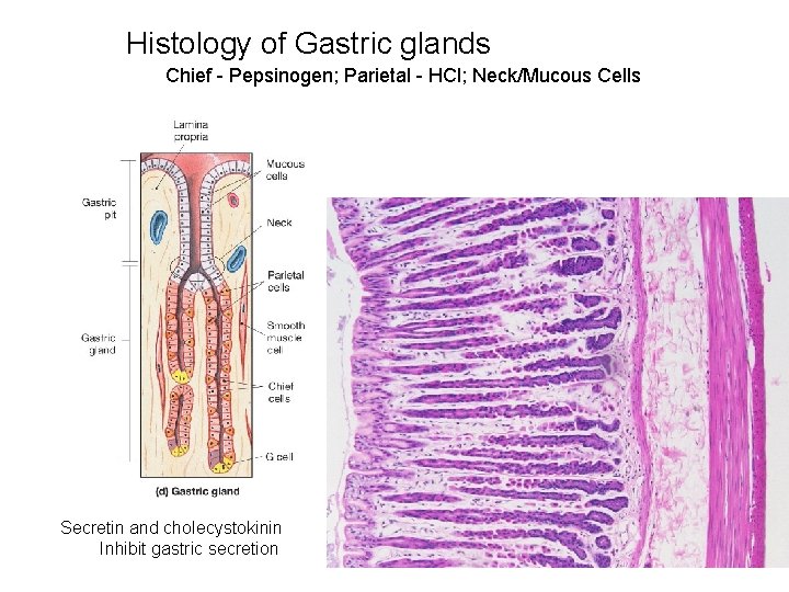 Histology of Gastric glands Chief - Pepsinogen; Parietal - HCl; Neck/Mucous Cells Secretin and