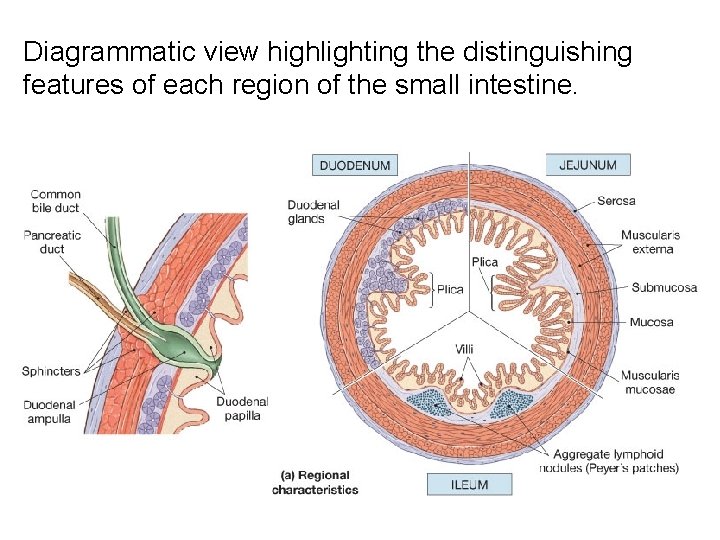Diagrammatic view highlighting the distinguishing features of each region of the small intestine. 