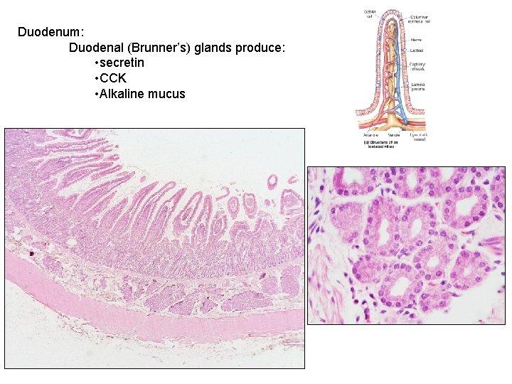 Duodenum: Duodenal (Brunner’s) glands produce: • secretin • CCK • Alkaline mucus 