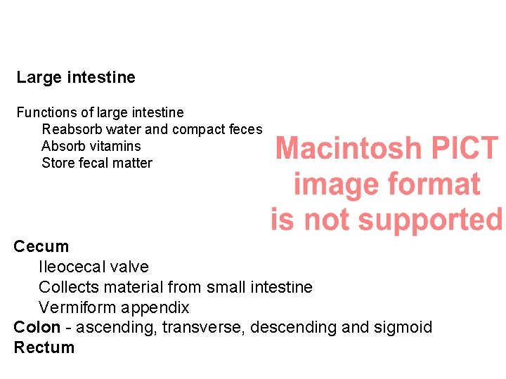 Large intestine Functions of large intestine Reabsorb water and compact feces Absorb vitamins Store