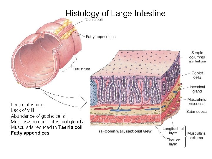 Histology of Large Intestine: Lack of villi Abundance of goblet cells Mucous-secreting intestinal glands