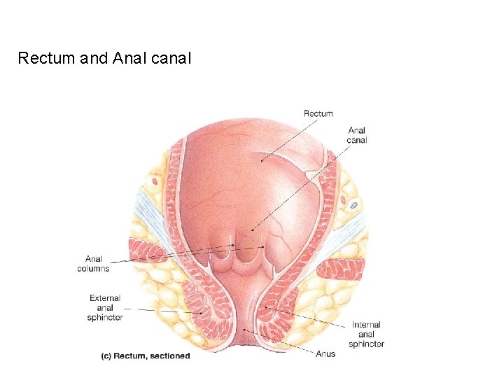 Rectum and Anal canal 
