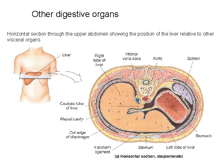 Other digestive organs Horizontal section through the upper abdomen showing the position of the