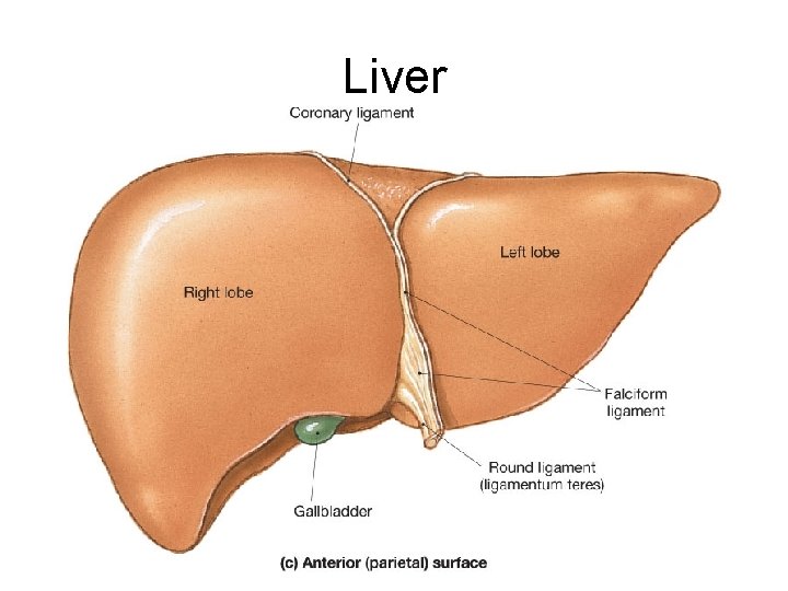 Liver 