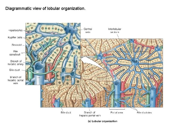 Diagrammatic view of lobular organization. 