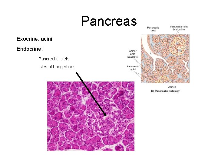 Pancreas Exocrine: acini Endocrine: Pancreatic islets Isles of Langerhans 