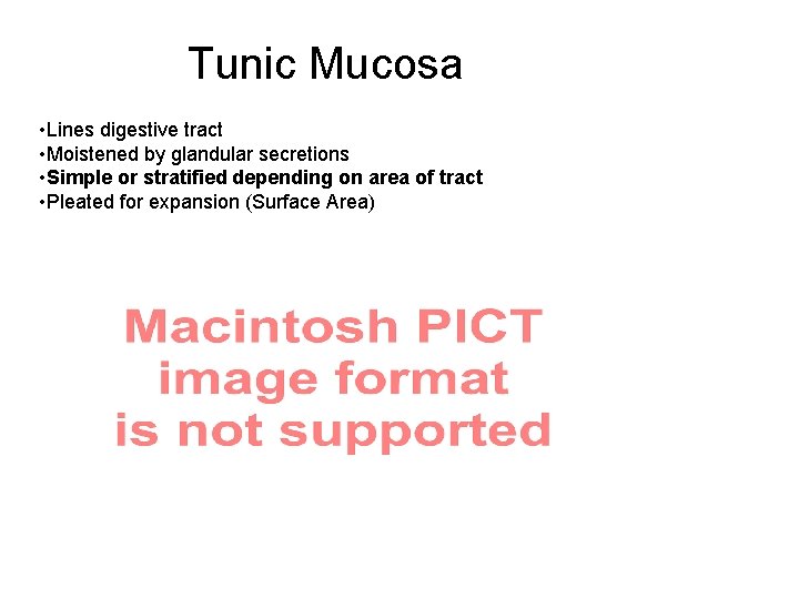 Tunic Mucosa • Lines digestive tract • Moistened by glandular secretions • Simple or