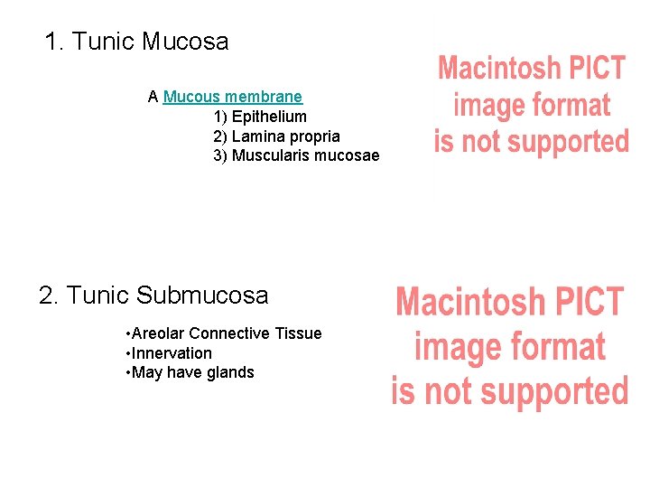 1. Tunic Mucosa A Mucous membrane 1) Epithelium 2) Lamina propria 3) Muscularis mucosae