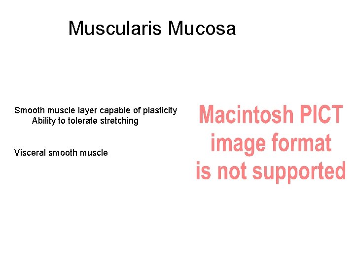 Muscularis Mucosa Smooth muscle layer capable of plasticity Ability to tolerate stretching Visceral smooth