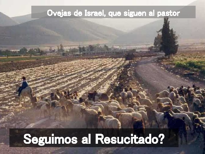 Ovejas de Israel, que siguen al pastor Seguimos al Resucitado? 