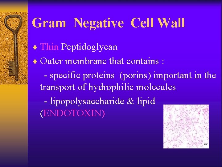 Gram Negative Cell Wall ¨ Thin Peptidoglycan ¨ Outer membrane that contains : -