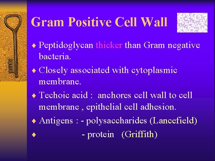 Gram Positive Cell Wall ¨ Peptidoglycan thicker than Gram negative bacteria. ¨ Closely associated