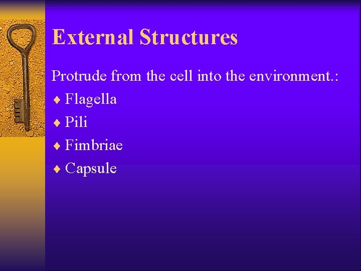 External Structures Protrude from the cell into the environment. : ¨ Flagella ¨ Pili