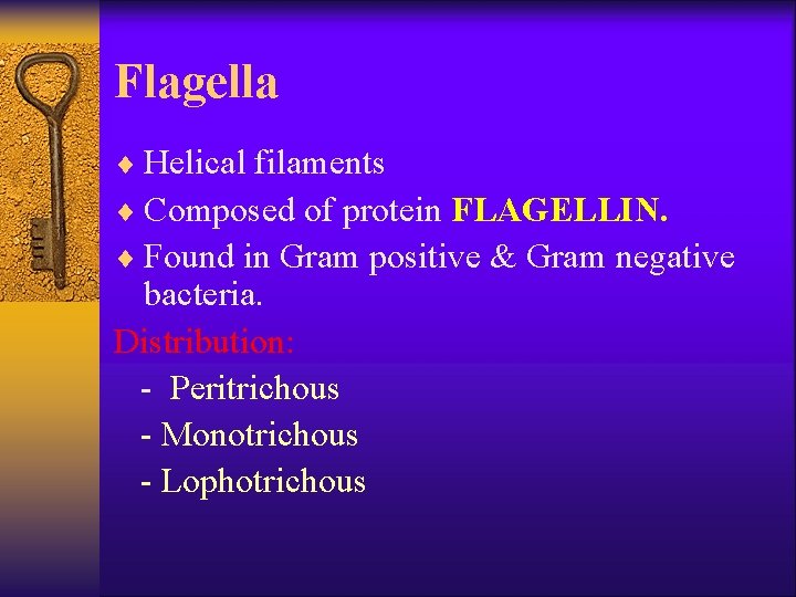 Flagella ¨ Helical filaments ¨ Composed of protein FLAGELLIN. ¨ Found in Gram positive