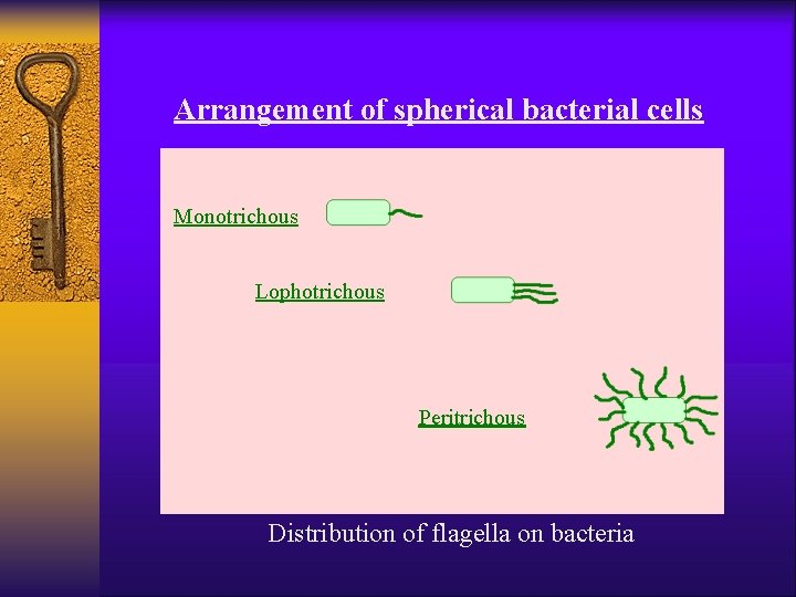 Arrangement of spherical bacterial cells Monotrichous Lophotrichous Peritrichous Distribution of flagella on bacteria 