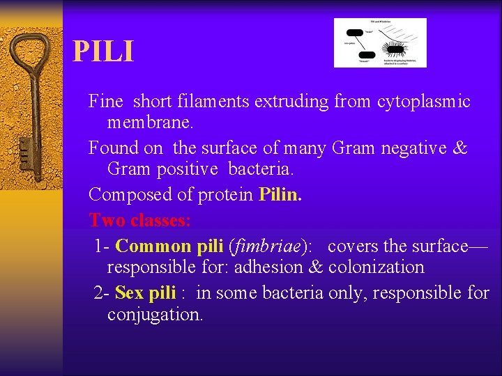 PILI Fine short filaments extruding from cytoplasmic membrane. Found on the surface of many